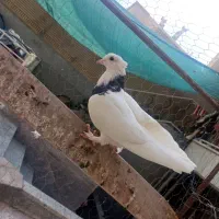 چن عدد کفتر