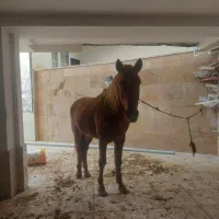 اسب سواری 5سال یرقه