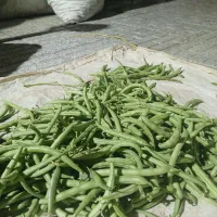 لوبیا سبز درجه یک