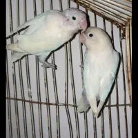 کوتوله برزیلی