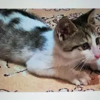 گربه