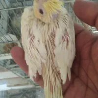 جوجه عروس هلندی و سرلاک دست سار ،ایرانشهر