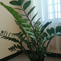 گل و گیاه|گل و گیاه طبیعی|دهلران, |دیوار