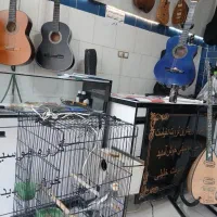 یک جفت عروس هلندی