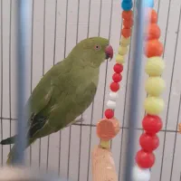 طوطی ملنگو سبز ماده