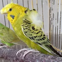 مرغ عشق پروانه ای گلاستر