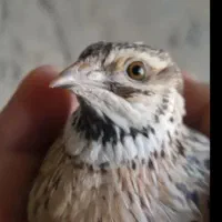 بلدرچین نر جوان