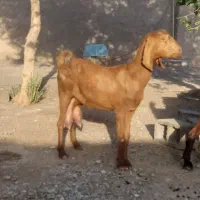 بز ماده جوان دوقلوزا