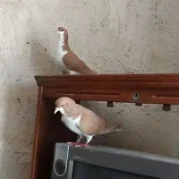 چپ زرد خوشرنگ نرماده