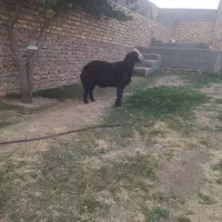 قوچ قر چال درجه یک