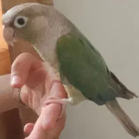 تراکویست دو ساله و ماده