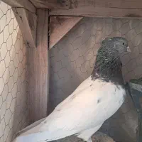 کبوتر