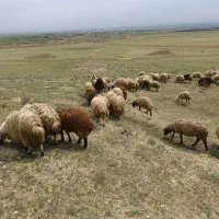 بره نر|حیوانات مزرعه|پلدشت, |دیوار