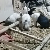 بچه خرگوش خانگی
