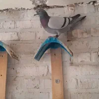 سبز نروماده بازرگان