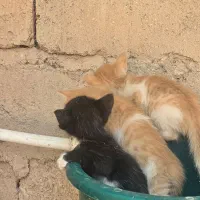 فروشه گربه نژاد دار