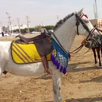 نریون کرد شیش ساله