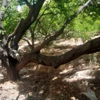باغ فاروق/ثمری/قدیمی