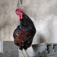 خروس محلی سرحال