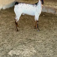 جنس قشنگ|حیوانات مزرعه|دلیجان, |دیوار