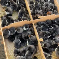 جوجه مشکی بلک