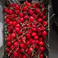 گیلاس فرانسوی تازه
