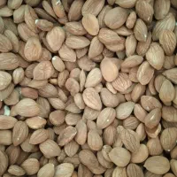 مغز هسته شیرین آفتابی
