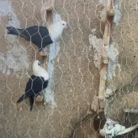 کفتر طوقی سینه  شهری