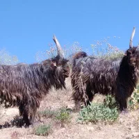 یک جفت بزغاله نر یک ساله داشتی