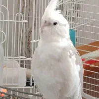 عروس هلندی آلبینو ماده