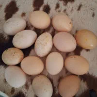 تخم مرغ نطفه دار