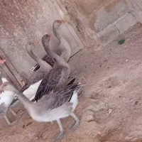 غاز