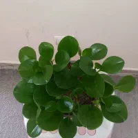 گل طبیعی قاشقی