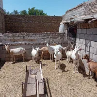 بز سانن