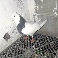 طوقی|پرنده|گله دار, |دیوار