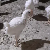 جوجه خروس مرغ