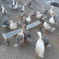 تعداد50عددغاز محلی وزن 3کیلو برکت میشن