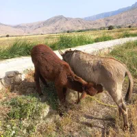 کره خر|حیوانات مزرعه|ایذه, |دیوار