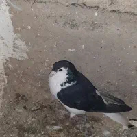 ۱۰کفتر ۲۵۰۰تومان