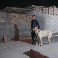 فروش سگ مخصوص باغ گله