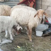 میش و بره 8عدد جوان داشتی