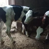 فروشی گاو چراگاهیی سیمیتال پچه دار در گرمی