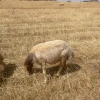 سه تا قوچ جوان داشتی خوب