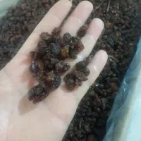 کشمش ارومیه*(پخش کشمش)