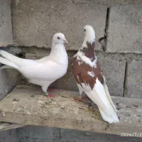 کبوتر جفت