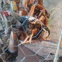 مرغ نژادار