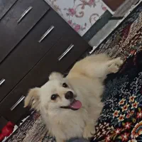 سگ پامر بازیگوش