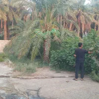 خانه