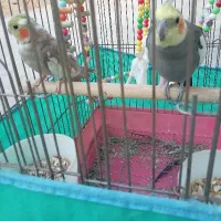 فروش فوری عروس هلندی