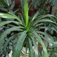 گل.|گل و گیاه طبیعی|نیشابور, شهید بهشتی|دیوار